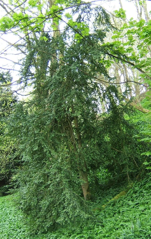 Boxus sempervirens